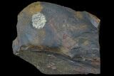 Unidentified Paleocene Fossil Fruit - North Dakota #96817-2